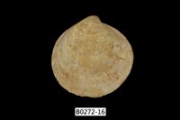 藏品(環文蛤(赤嘴仔))的圖片